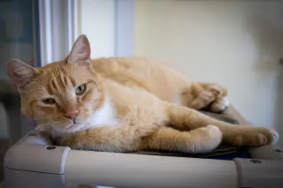 Catrick Swayze (FCID# 06/02/26-73 Brandywine PS) C
