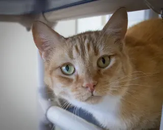 Catrick Swayze (FCID# 06/02/26-73 Brandywine PS) C