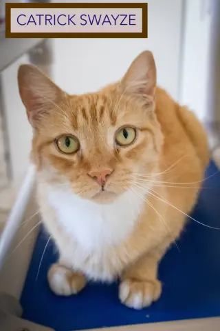 Catrick Swayze (FCID# 06/02/26-73 Brandywine PS) C