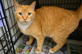 Catrick Swayze (FCID# 06/02/26-73 Brandywine PS) C