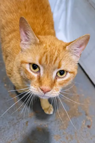 Catrick Swayze (FCID# 06/02/26-73 Brandywine PS) C