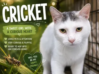 Cricket (FCID# 06/01/2026 - 49 Trainer)
