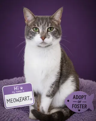 Meowzart (FCID# 06/01/2026 - 46 Brandywine PS)