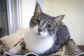 Meowzart (FCID# 06/01/2026 - 46 Brandywine PS)