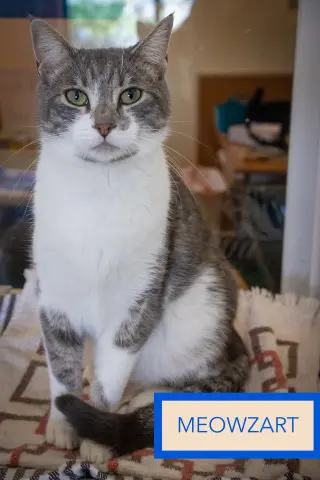 Meowzart (FCID# 06/01/2026 - 46 Brandywine PS)