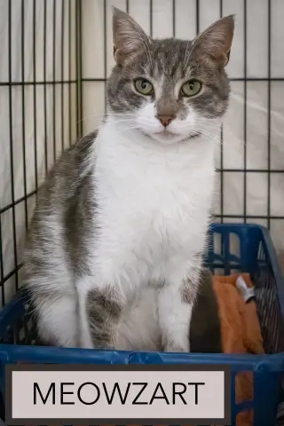 Meowzart (FCID# 06/01/2026 - 46 Brandywine PS)
