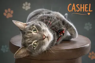 Cashel (FCID# 06/04/2026 - 21 Trainer)