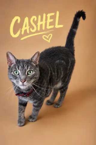 Cashel (FCID# 06/04/2026 - 21 Trainer)