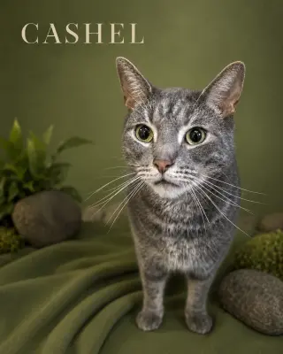 Cashel (FCID# 06/04/2026 - 21 Trainer)