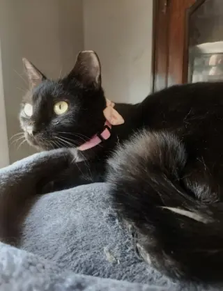 Ebony