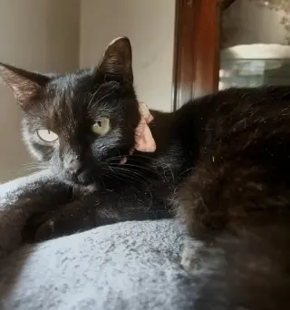 Ebony