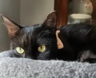 Ebony