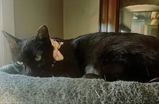 Ebony
