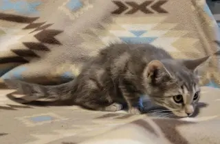 Ori