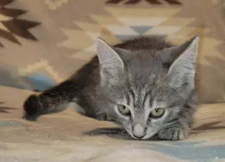 Nori