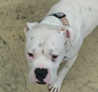 Rufus IV