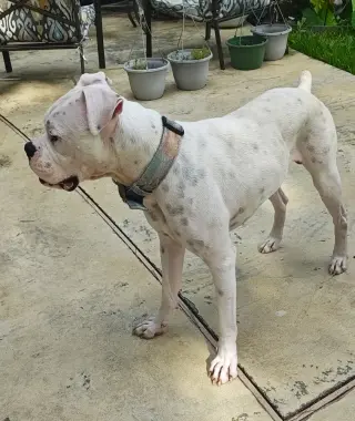 Rufus IV