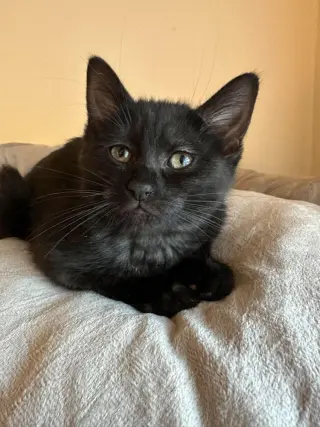 Jameson (Lorelai Kitten)