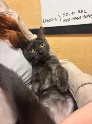 Jameson (Lorelai Kitten)