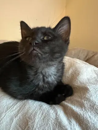 Jameson (Lorelai Kitten)
