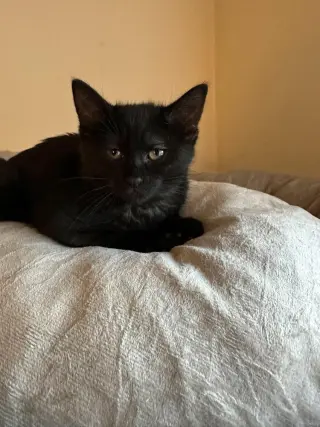 Jameson (Lorelai Kitten)