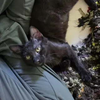 Gin