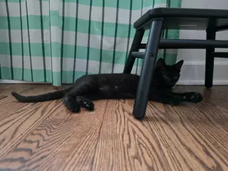 Gin
