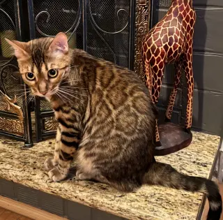 Rosie