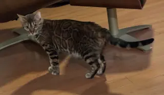 Rosie