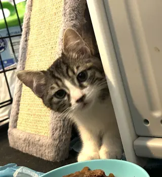 HissHiss