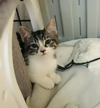 HissHiss