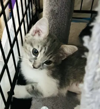 CUDDLES
