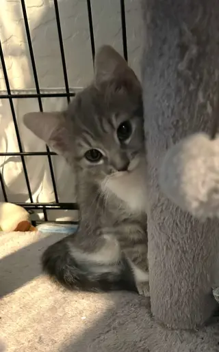 CUDDLES