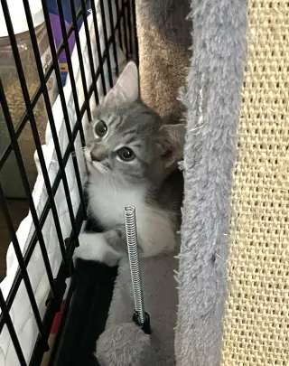 CUDDLES