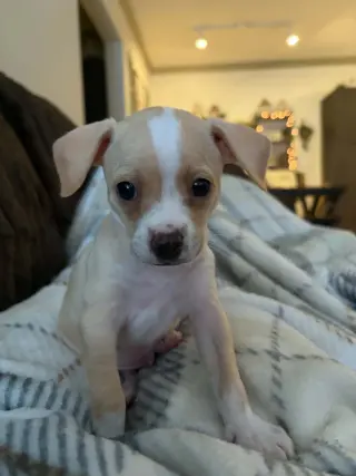 Bean