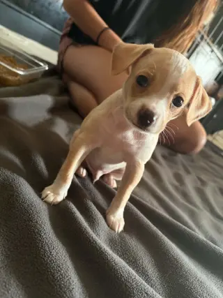 Bean