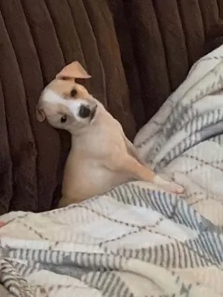 Bean