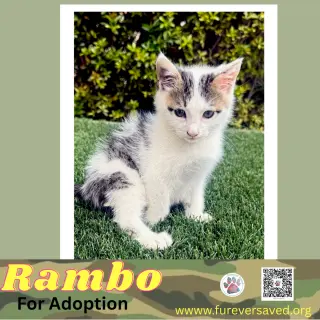 Rambo