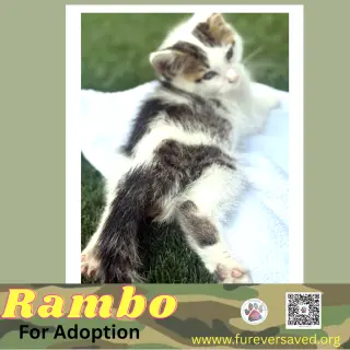Rambo