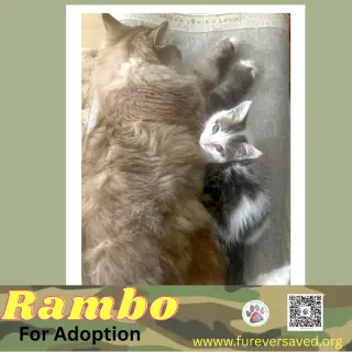 Rambo
