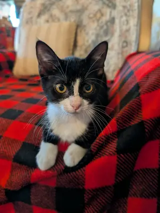 Scotia