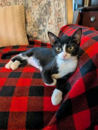 Scotia