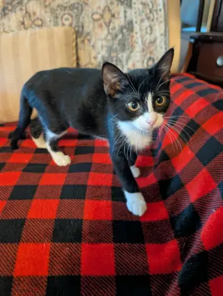 Scotia