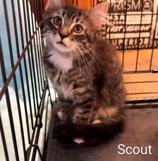 Scout