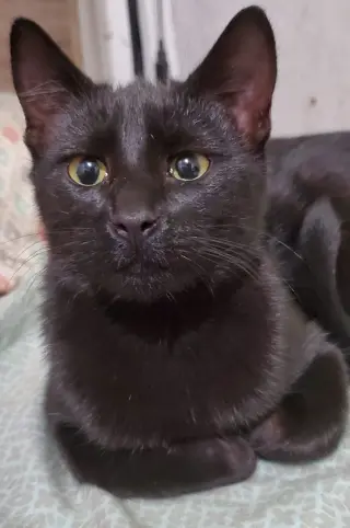 Chincholin (Courtesy Post)
