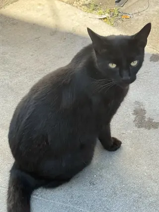 Chincholin (Courtesy Post)