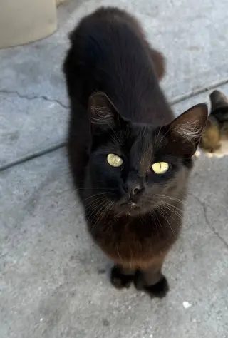 Chincholin (Courtesy Post)