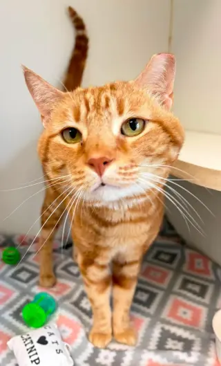 Tora