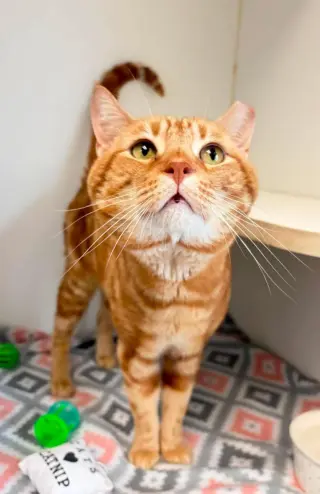 Tora