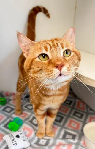 Tora
